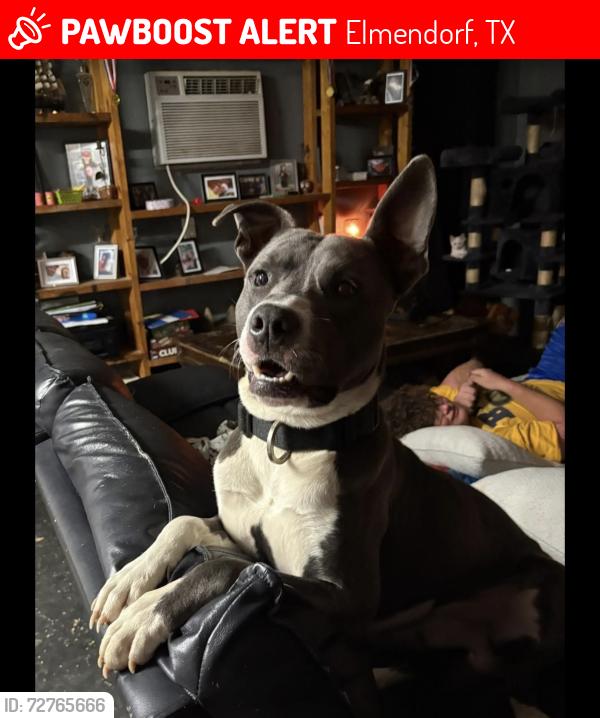 Lost Male Dog last seen Near Blue Breeze, Elmendorf, TX 78112
