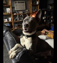 Lost Male Dog last seen Near Blue Breeze, Elmendorf, TX 78112