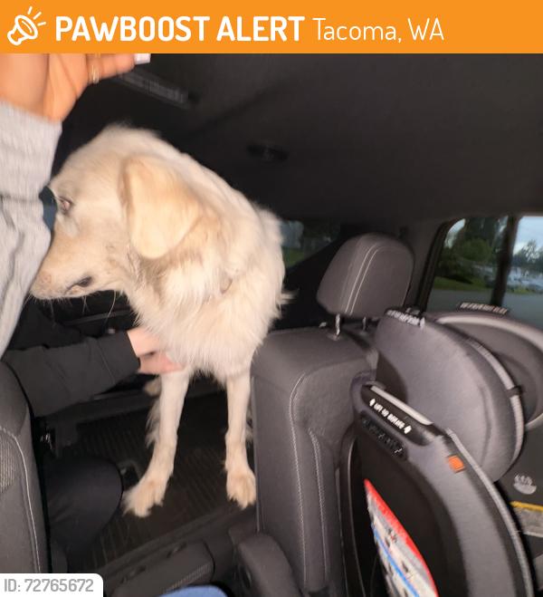 Found/Stray Male Dog last seen Tacoma Humane society , Tacoma, WA 98402