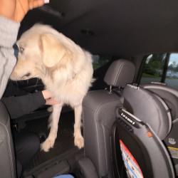 Found/Stray Male Dog last seen Tacoma Humane society , Tacoma, WA 98402