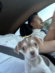 Lost Male Dog last seen Flikinger park, San Jose, CA 95131