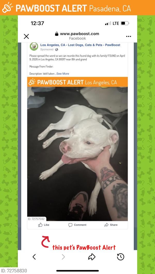 Found/Stray Male Dog last seen 8th and grand , Pasadena, CA 91105