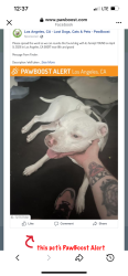 Found/Stray Male Dog last seen 8th and grand , Pasadena, CA 91105