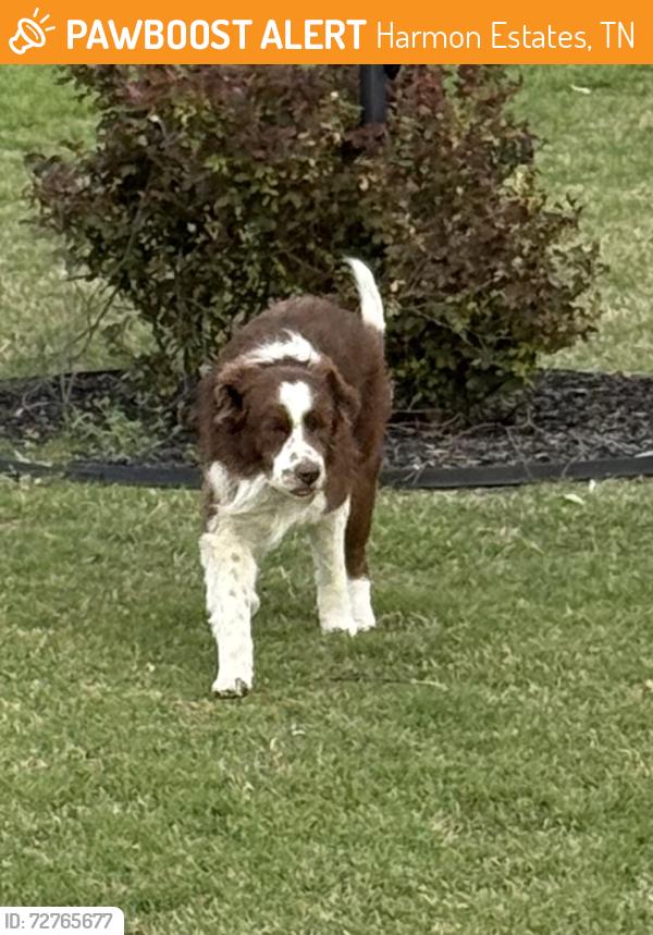 Found/Stray Unknown Dog last seen Ashley lane near Highway 14 and Atoka Idaville, Harmon Estates, TN 38011