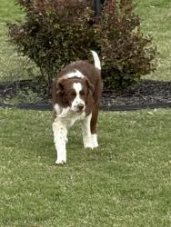 Found/Stray Unknown Dog last seen Ashley lane near Highway 14 and Atoka Idaville, Harmon Estates, TN 38011