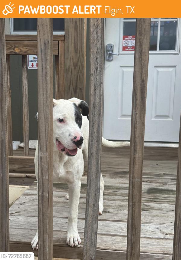 Found/Stray Unknown Dog last seen Marlee’s Rv Retreat, Elgin, TX 78621