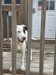 Found/Stray Unknown Dog last seen Marlee’s Rv Retreat, Elgin, TX 78621