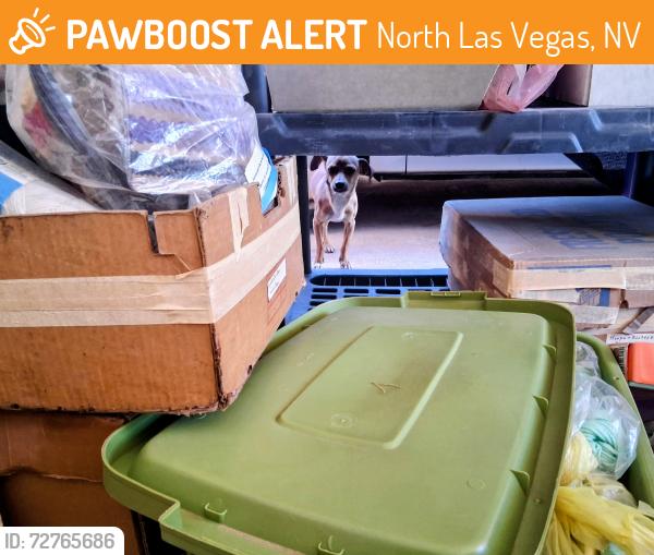 Found/Stray Male Dog last seen Statz and perliter ave, North Las Vegas, NV 89030