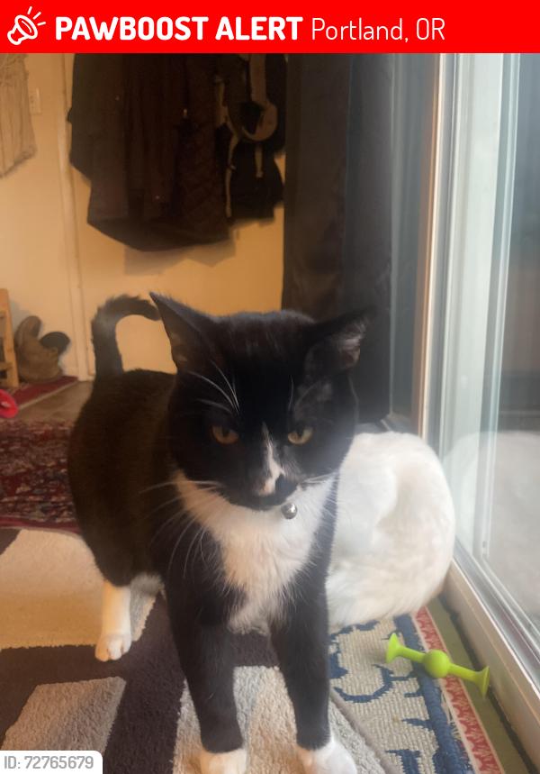 Lost Male Cat last seen Ross, Portland, OR 97236