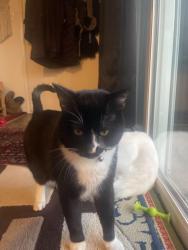 Lost Male Cat last seen Ross, Portland, OR 97236