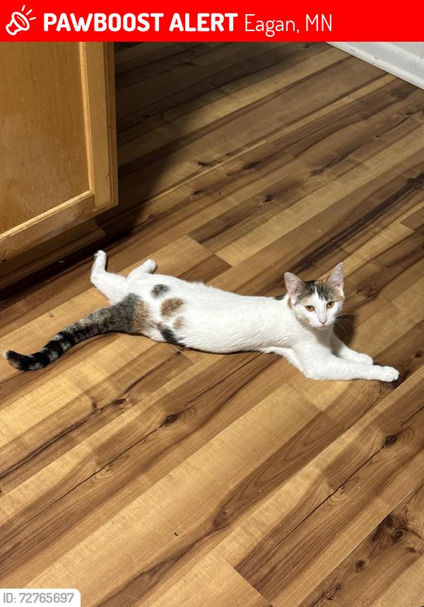 Lost Female Cat last seen Near rahn rd eagan, Eagan, MN 55122
