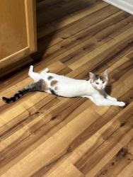 Lost Female Cat last seen Near rahn rd eagan, Eagan, MN 55122