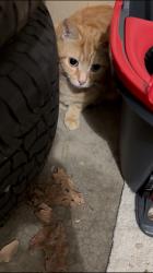 Found/Stray Unknown Cat last seen Braelinn Green apmts Dublin, Columbus, OH 43235