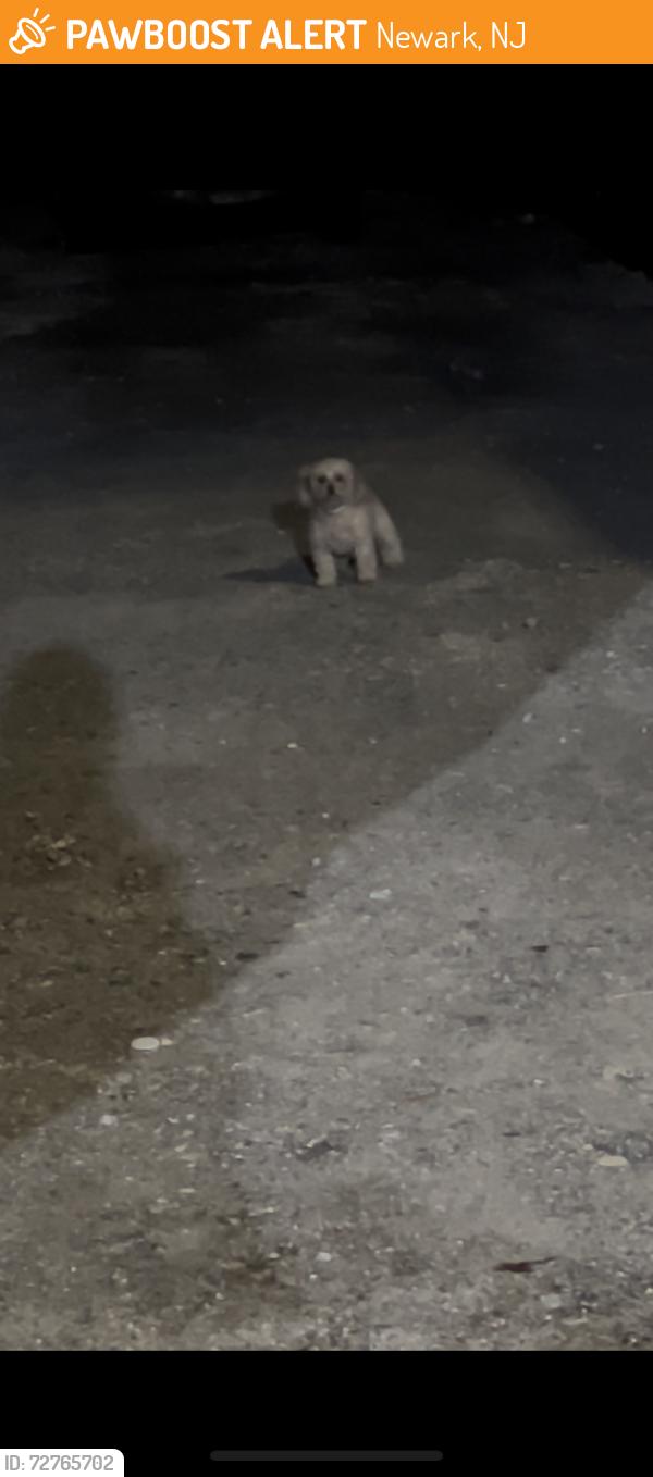 Found/Stray Unknown Dog last seen Near Hudson st Newark Nj , Newark, NJ 07103