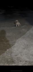 Found/Stray Unknown Dog last seen Near Hudson st Newark Nj , Newark, NJ 07103