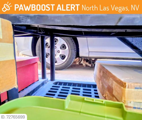 Found/Stray Unknown Dog last seen Statz and perliter ave, North Las Vegas, NV 89030