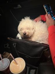 Found/Stray Male Dog last seen Arbor way & castlebar st., Henry County, GA 30253