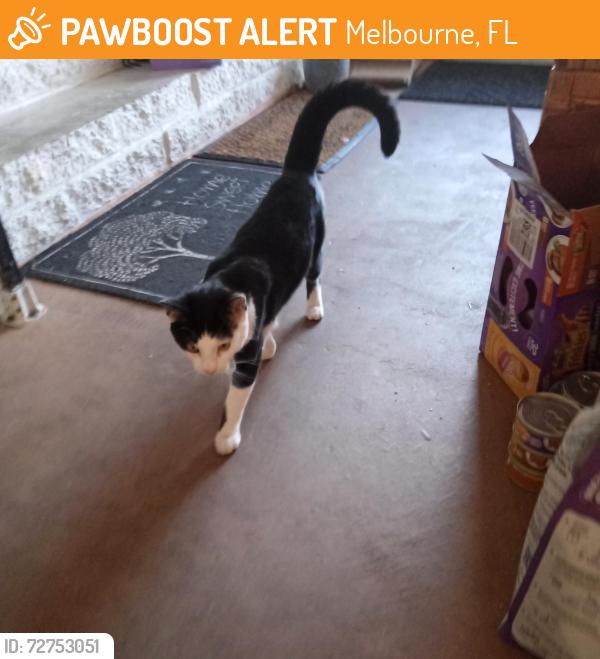 Found/Stray Unknown Cat last seen Iberia and Pelham near park on Monroe St. , Melbourne, FL 32905