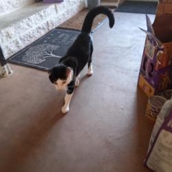 Found/Stray Unknown Cat last seen Iberia and Pelham near park on Monroe St. , Melbourne, FL 32905