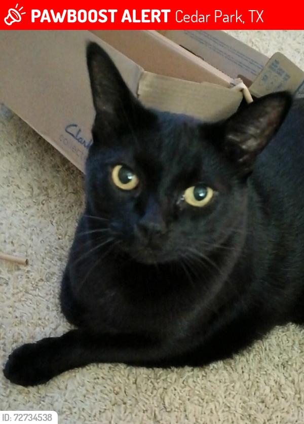 Lost Male Cat last seen Cluck Creek and Wild Rose Trail, Cedar Park, TX 78613