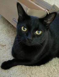 Lost Male Cat last seen Cluck Creek and Wild Rose Trail, Cedar Park, TX 78613
