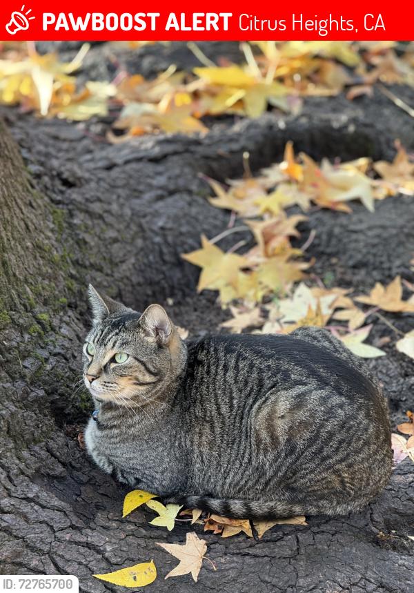 Lost Male Cat last seen Madison Ave & Almaden Way, Citrus Heights, CA 95610