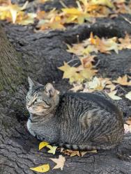 Lost Male Cat last seen Madison Ave & Almaden Way, Citrus Heights, CA 95610