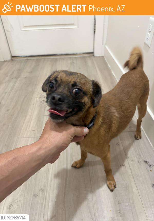 Found/Stray Male Dog last seen 50th st and Granada , Phoenix, AZ 85008