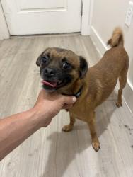 Found/Stray Male Dog last seen 50th st and Granada , Phoenix, AZ 85008