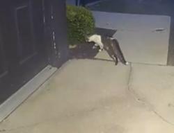 Found/Stray Unknown Cat last seen Stelzer and Governors Club, Columbus, OH 43219