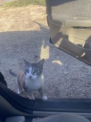 Lost Female Cat last seen N Rosedale Ave  and N Quanah Ave , Tulsa, OK 74127