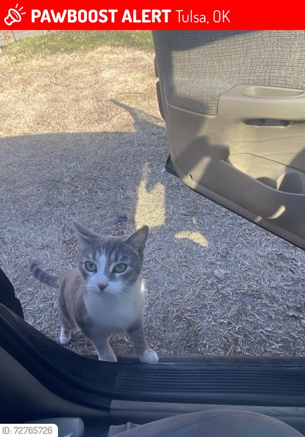 Lost Female Cat last seen N Rosedale Ave  and N Quanah Ave , Tulsa, OK 74127