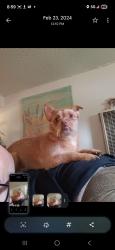 Lost Male Dog last seen Victoria, Highland, CA 92410