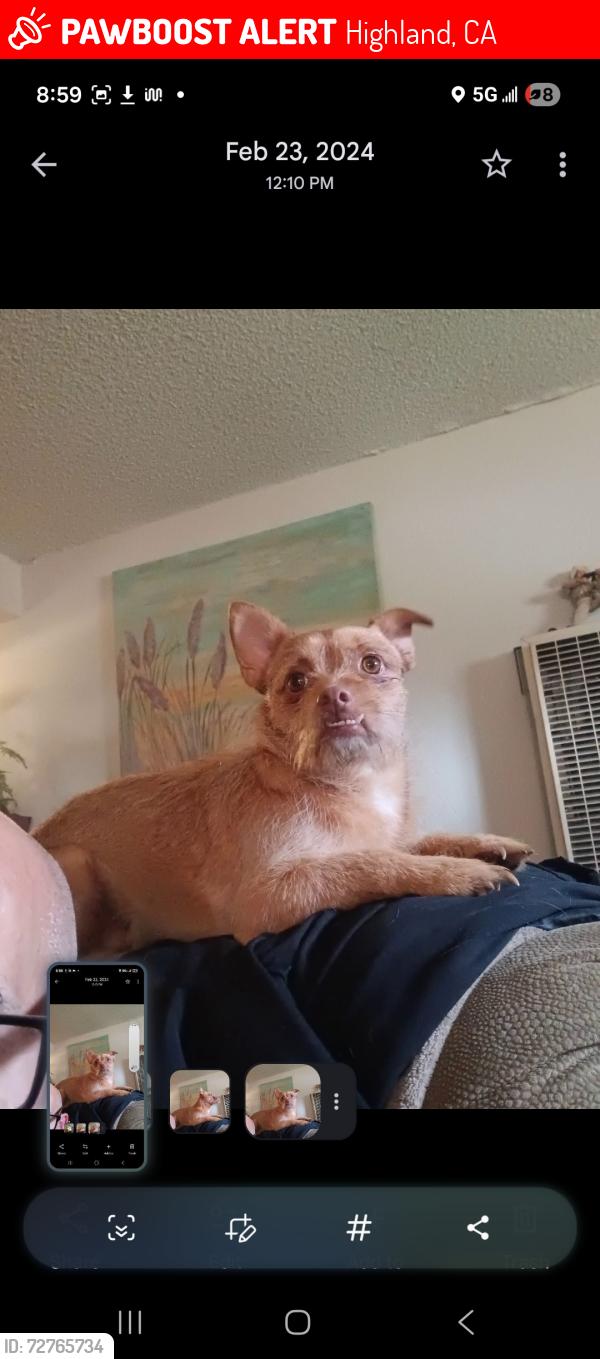 Lost Male Dog last seen Victoria, Highland, CA 92410