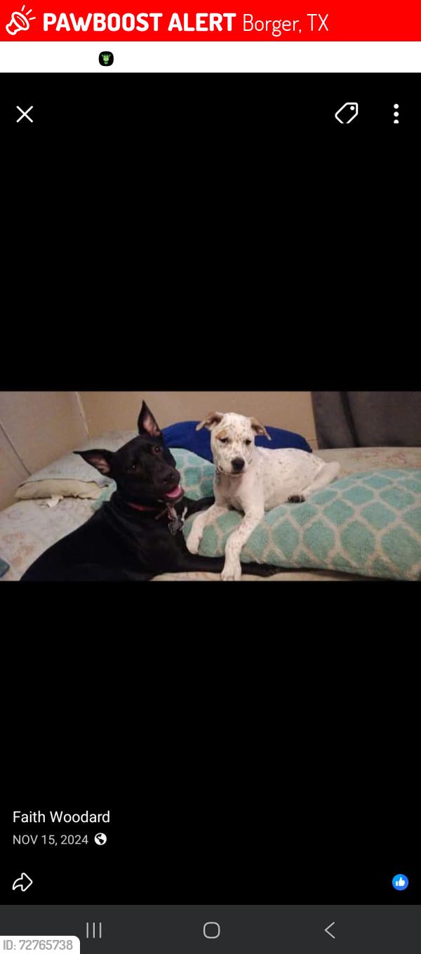 Lost Female Dog last seen Tenth st , Borger, TX 79007