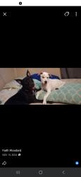 Lost Female Dog last seen Tenth st , Borger, TX 79007