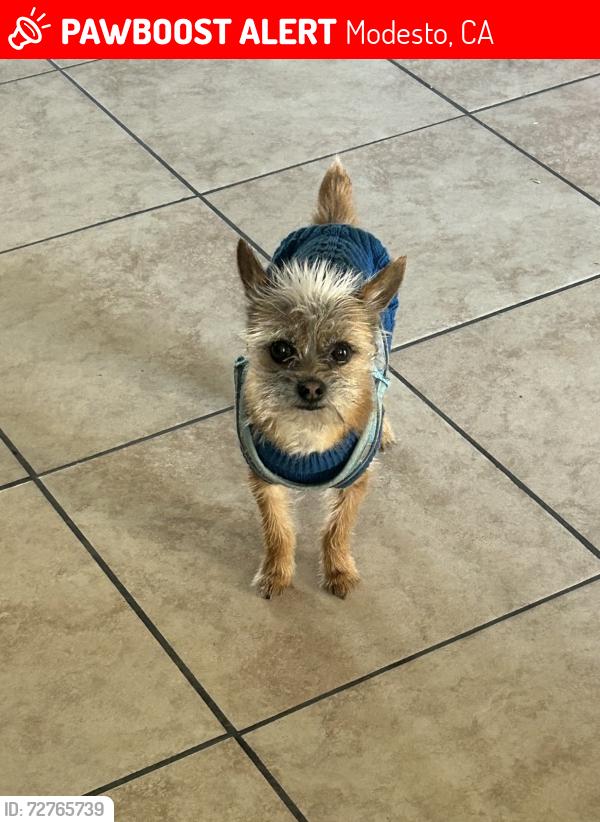 Lost Female Dog last seen Rouse ave, Modesto, CA 95351