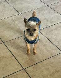 Lost Female Dog last seen Rouse ave, Modesto, CA 95351