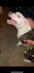 Found/Stray Male Dog last seen serenity gardens cemetery , Theodore, AL 36582