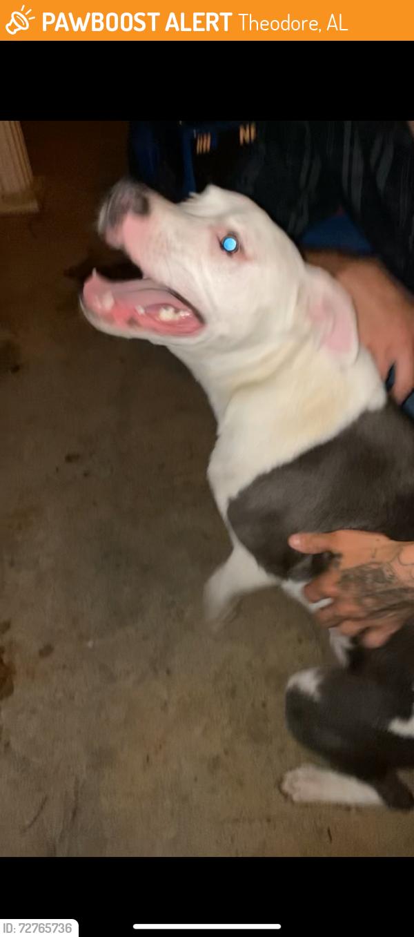 Found/Stray Male Dog last seen serenity gardens cemetery , Theodore, AL 36582