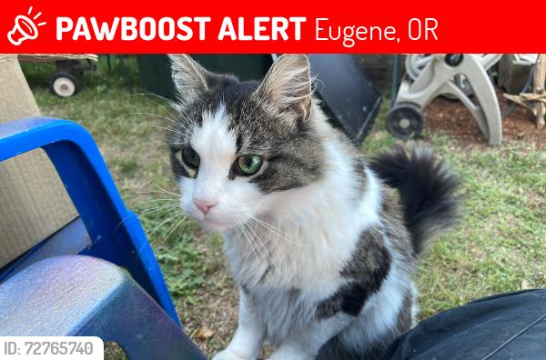 Lost Male Cat last seen River road, Eugene, OR 97404