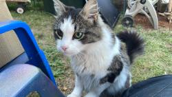 Lost Male Cat last seen River road, Eugene, OR 97404