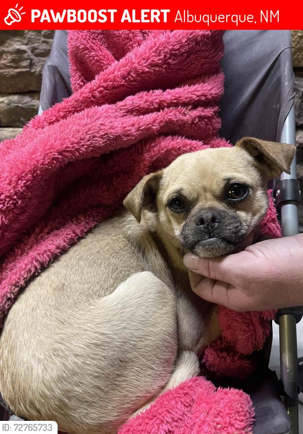 Lost Unknown Dog last seen Rio grande and i40, Albuquerque, NM 87104