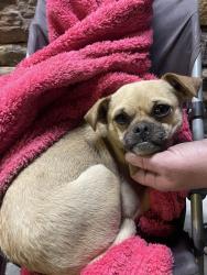 Lost Unknown Dog last seen Rio grande and i40, Albuquerque, NM 87104