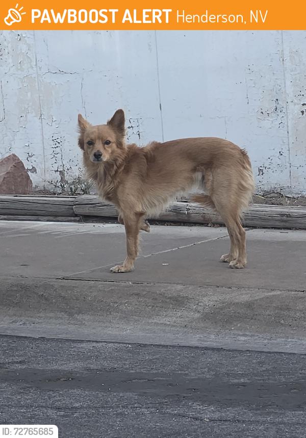 Found/Stray Unknown Dog last seen Lake Mead and Boulder Highway, Henderson, NV 89015