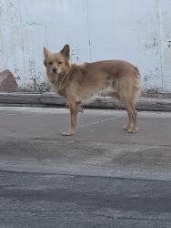 Found/Stray Unknown Dog last seen Lake Mead and Boulder Highway, Henderson, NV 89015