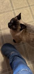 Lost Male Cat last seen Astral rd,lyra st, Sacramento, CA 95827