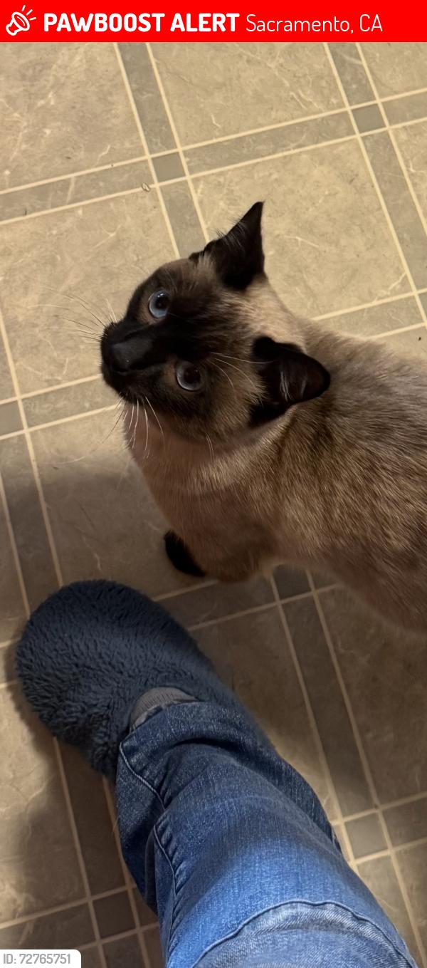 Lost Male Cat last seen Astral rd,lyra st, Sacramento, CA 95827