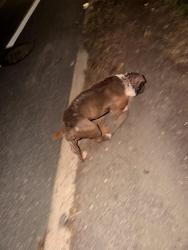 Found/Stray Unknown Dog last seen Strawberry mansion bridge, Philadelphia, PA 19131
