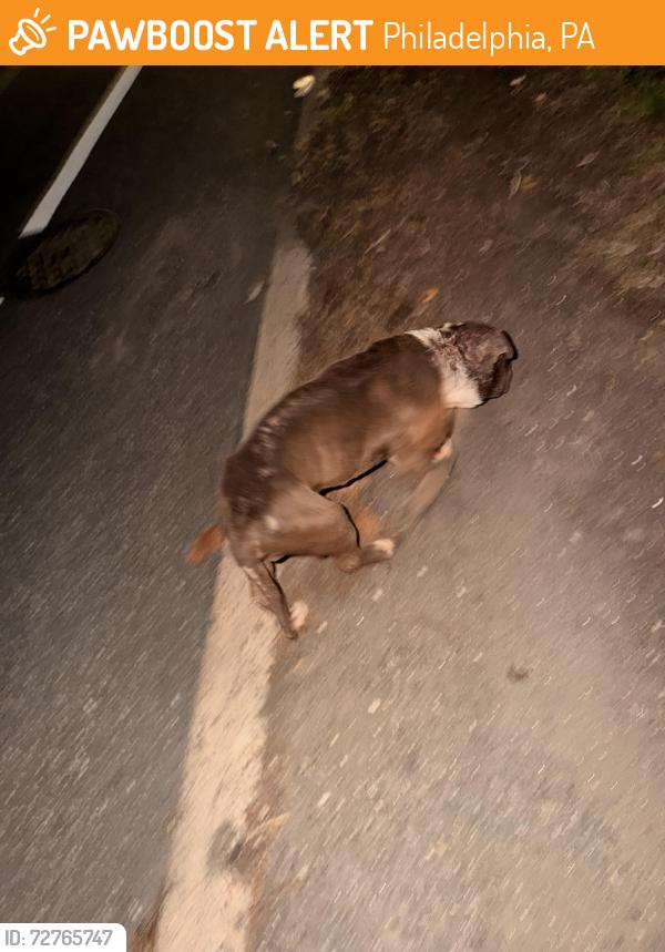 Found/Stray Unknown Dog last seen Strawberry mansion bridge, Philadelphia, PA 19131